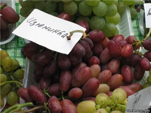 члены клуба виноградарей и виноделов Приднепровья,дегустация винограда,домашний виноград
