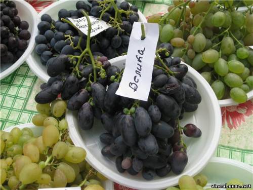 Велика,сорта винограда,гроздья винограда,дегустация винограда,домашний виноград